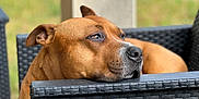 Sayko participe au concours pour gagner de l'argent avec cette photo : animal, brown_dog, calm, closeup, daylight, dog, ears, expression, furniture, greenery, leisure, nature, outdoor, pet, portrait, relaxed, resting, side_view, snout, wicker_chair