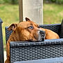 Sayko participe au concours pour gagner de l'argent avec cette photo : dog, brown_dog, resting, outdoor, wicker_chair, furniture, relaxed, pet, animal, closeup, portrait, daylight, nature, greenery, calm, snout, ears, expression, side_view, leisure