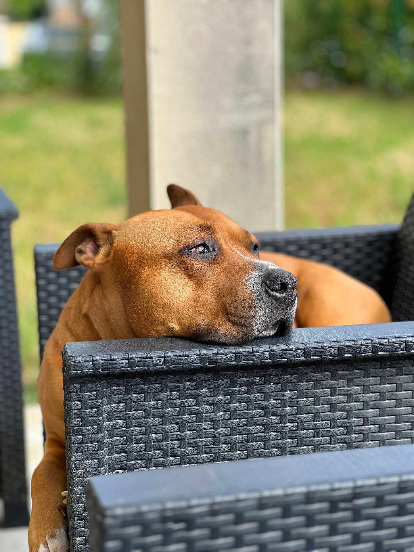Sayko participe au concours pour gagner de l'argent avec cette photo : dog, brown_dog, resting, outdoor, wicker_chair, furniture, relaxed, pet, animal, closeup, portrait, daylight, nature, greenery, calm, snout, ears, expression, side_view, leisure