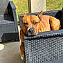 Sayko a rejoint le concours — aidez-le/la à gagner de superbes lots ! dog, brown_dog, outdoor, patio, woven_chair, relaxed, sunlight, resting, furniture, animal, canine, head, ear, snout, paw, grass, daylight, shadow, close_up, pet