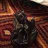 Gem is registered to the contest to win money with this photo: animal, bed, black_leather, carpet, cat, cozy, curious, domestic, floor, furniture, handbag, handle, indoor, kitten, patterned_rug, paws, pet, playful, shoe, small