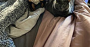 Gem joined the competition — help win amazing prizes! animal, bed, black_dog, blanket, cabinet, cat, companion, cozy, curious, dog, domestic, floor, furniture, gray_cat, indoor, pet, pink_blanket, resting, soft, window