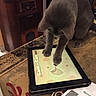 Gem is registered to the contest to win money with this photo: cat, close_up, curious, decorative_cloth, device, domestic, entertainment, feline, game, gray_cat, indoor, old_radio, papers, paw, pet, playing, screen, table, tablet, technology