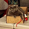 cardboard_box, cat, closeup, cozy, cushion, feline, furniture, gray_cat, green_eyes, home, indoor, looking, paw, pet, red_string, relaxed, scratcher, sitting, toy, whiskers