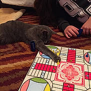 Gem joined the competition — help win amazing prizes! blue_piece, board_game, carpet, cat, cozy, floor, game_board, game_piece, gray_cat, hand, indoor, numbers, patterned_carpet, person, pet, playing, reaching, relaxed, sweatshirt, yellow_piece