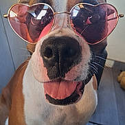 Spazz is registered to the contest to win money with this photo: animal, brown_and_white, canine, close_up, cute, dog, floor, funny, glasses, happy, heart_shaped_sunglasses, indoor, light, muzzle, nostrils, pet, portrait, reflection, tongue_out, whiskers