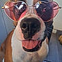 animal, brown_and_white, canine, close_up, cute, dog, floor, funny, glasses, happy, heart_shaped_sunglasses, indoor, light, muzzle, nostrils, pet, portrait, reflection, tongue_out, whiskers