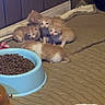blanket, bowl, carpet, cat, cute, feeding, food_bowl, group_of_kittens, indoor, kibble, kitten, orange_kitten, pet_bed, pile_of_kittens, sleeping_kitten, small_animal, towel, toy, wall, wood_paneling