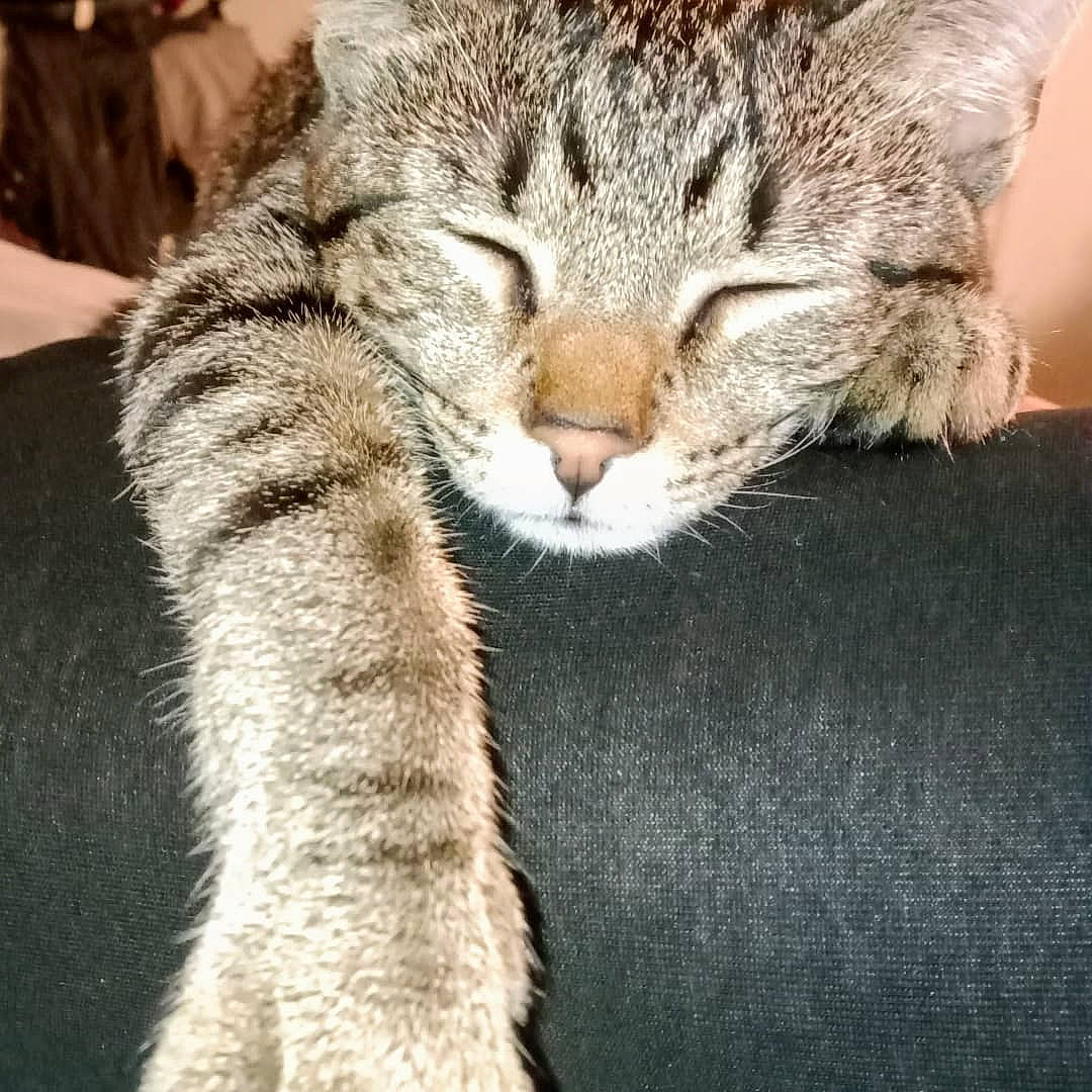 Luca is registered to the contest to win money with this photo: carnivore, cat, cat_supply, claw, domestic_short_haired_cat, felidae, fur, paw, small_to_medium_sized_cats, snout, tail, terrestrial_animal, whiskers