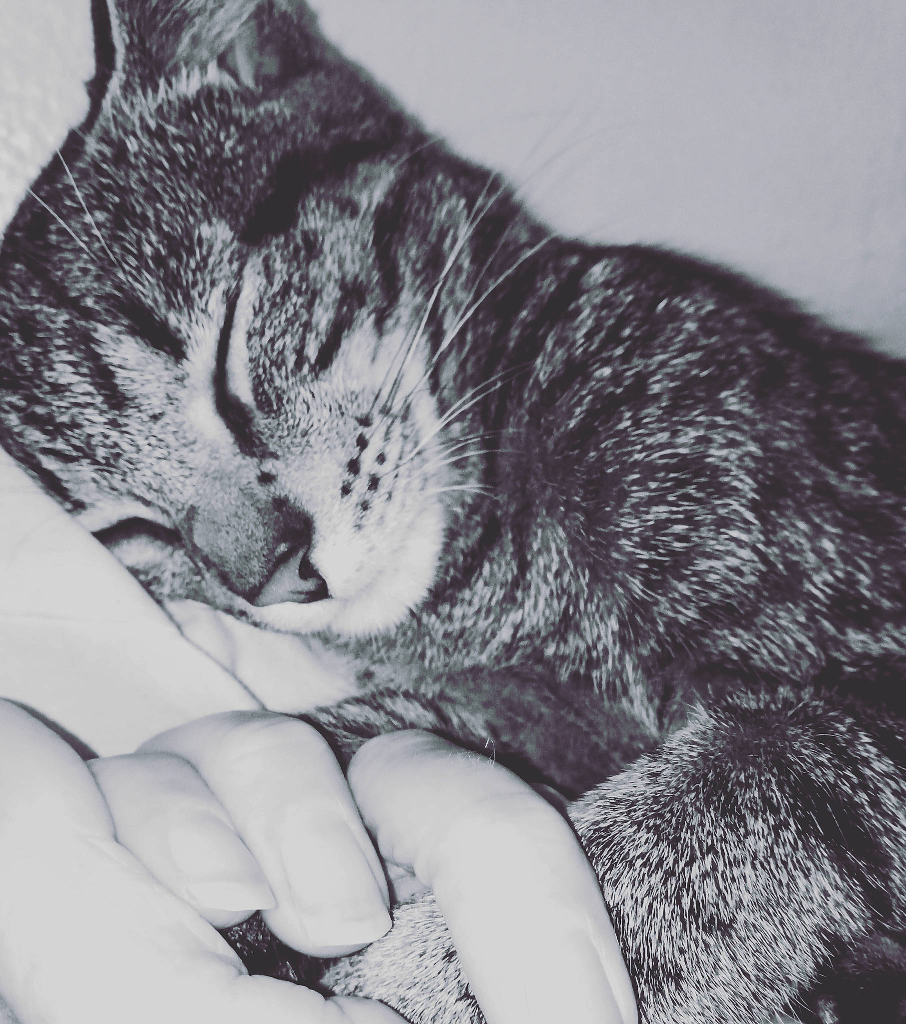 Luca joined the competition — help win amazing prizes! black_and_white, carnivore, cat, cloud, comfort, felidae, finger, gesture, grey, human_body, iris, monochrome_photography, mountain, paw, sky, small_to_medium_sized_cats, snout, style, tail, whiskers