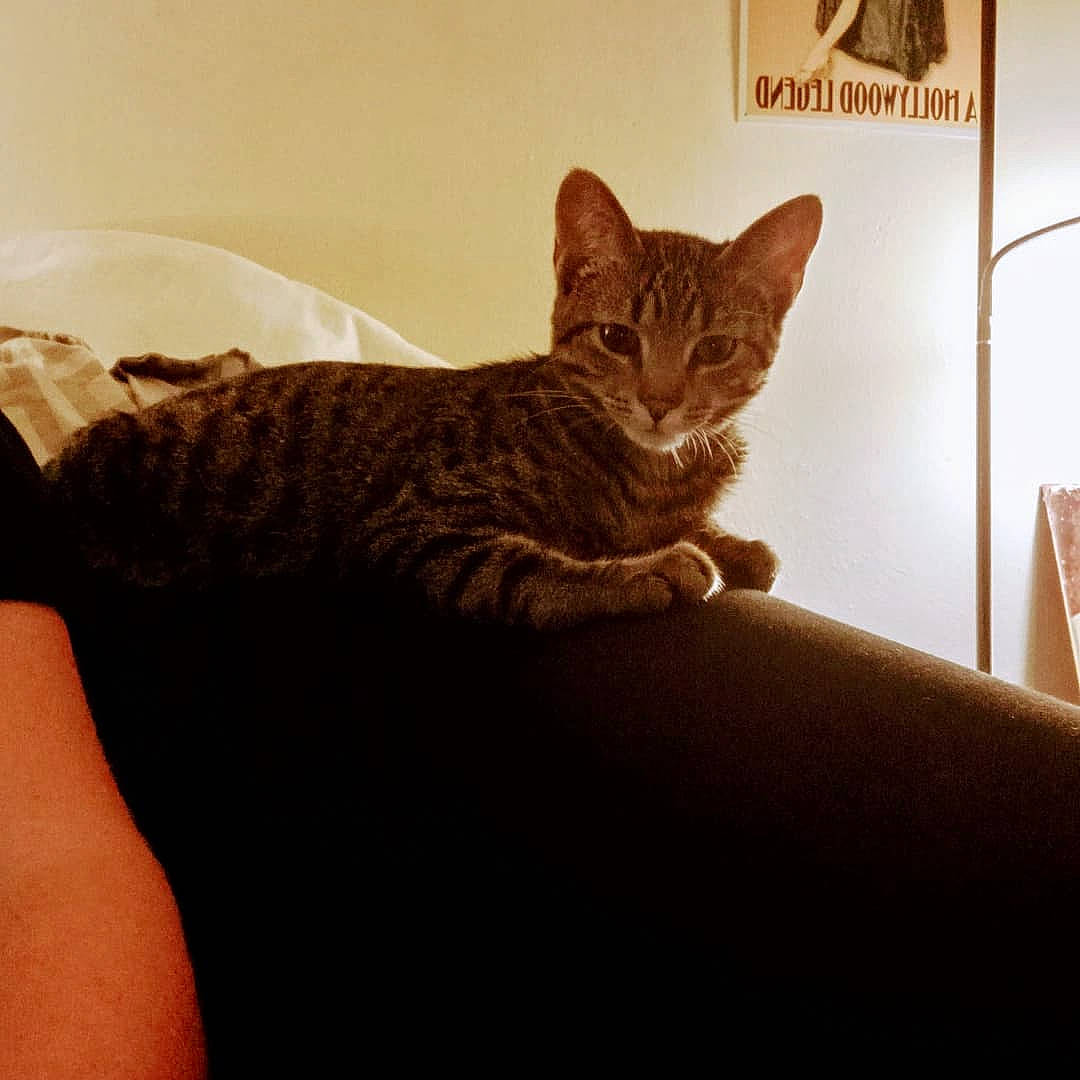 Luca is registered to the contest to win money with this photo: bed, carnivore, cat, cat_supply, comfort, couch, domestic_short_haired_cat, eye, felidae, fur, gesture, paw, room, sitting, small_to_medium_sized_cats, snout, tail, whiskers, window, wood