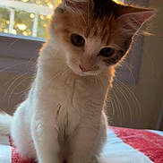 Mia a rejoint le concours — aidez-le/la à gagner de superbes lots ! kitten, cat, fluffy, pet, indoor, blanket, cozy, window, sunlight, curious, young, feline, whiskers, ears, soft, bed, domestic, animal, cute, fur