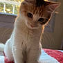 kitten, cat, fluffy, pet, indoor, blanket, cozy, window, sunlight, curious, young, feline, whiskers, ears, soft, bed, domestic, animal, cute, fur