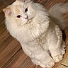 Havoc is registered to the contest to win money with this photo: animal, cat, companion, cream_color, curious, cute, domestic_animal, ears, feline, fluffy, indoor, looking_up, paws, pet, relaxed, sitting, soft_fur, tail, whiskers, wooden_floor