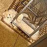 cat, cream_colored, curious, domestic_animal, eyes, feline, flooring, fluffy, fur, home, indoor, lying_down, mesh, metal_cart, patterned_floor, paws, pet, resting, tile_floor, whiskers