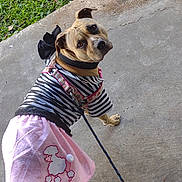 Sativa is registered to the contest to win money with this photo: animal, black_and_white, canine, concrete, costume, curious, cute, dog, dress, ears, grass, leash, looking_back, outdoor, pet, pink, poodle_design, skirt, standing, striped
