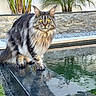 cat, animal, pet, fluffy, yellow_eyes, outdoor, water, reflection, stone_wall, greenery, plants, nature, fur, whiskers, ears, paws, curious, portrait, mammal, majestic