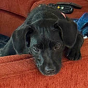 Sofia Hermione joined the competition — help win amazing prizes! puppy, dog, black_dog, couch, furniture, resting, indoor, pet, canine, close_up, young_dog, domestic_animal, relaxed, sleepy, fur, head, ears, nose, paw, living_room