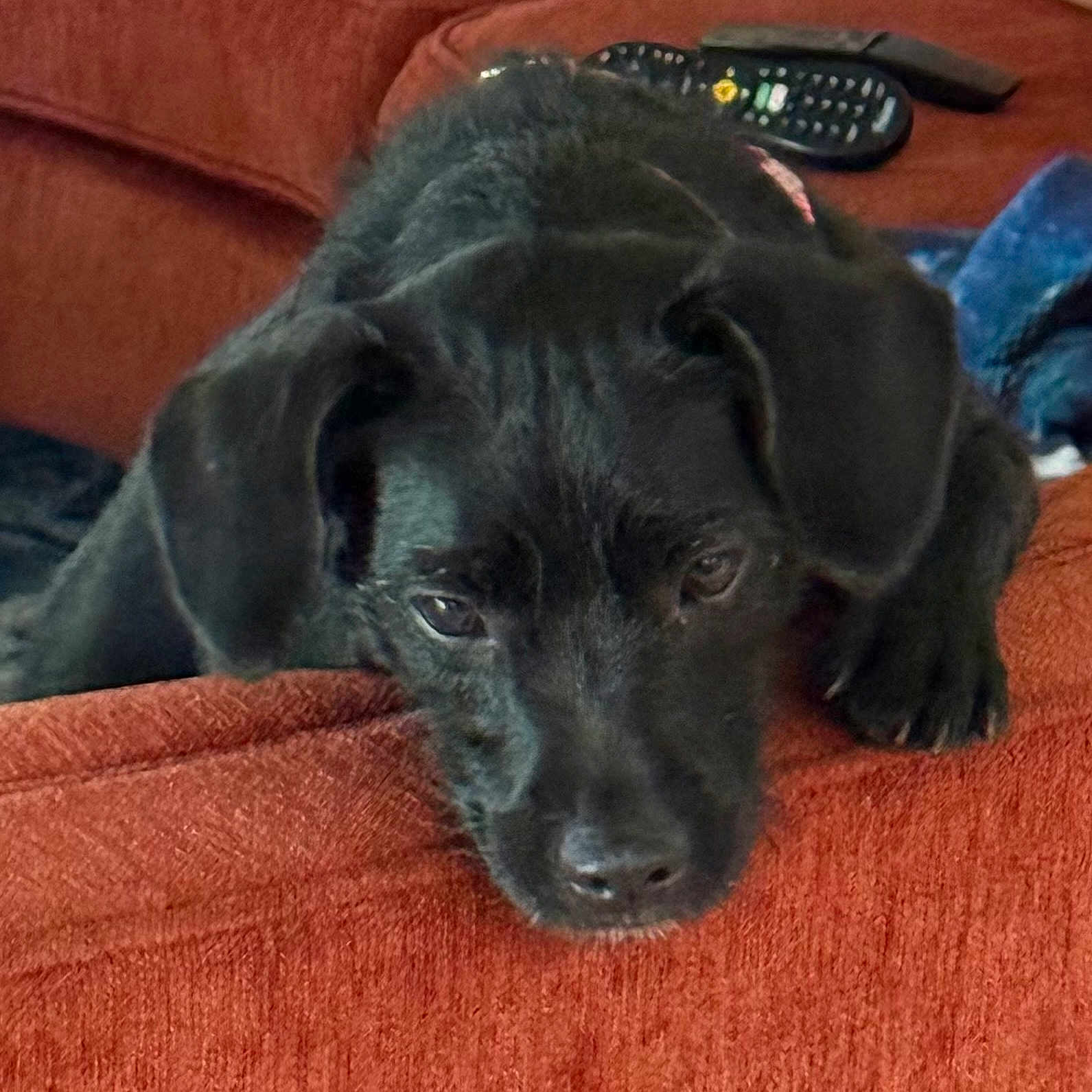 Sofia Hermione joined the competition — help win amazing prizes! black_dog, canine, close_up, couch, dog, domestic_animal, ears, fur, furniture, head, indoor, living_room, nose, paw, pet, puppy, relaxed, resting, sleepy, young_dog