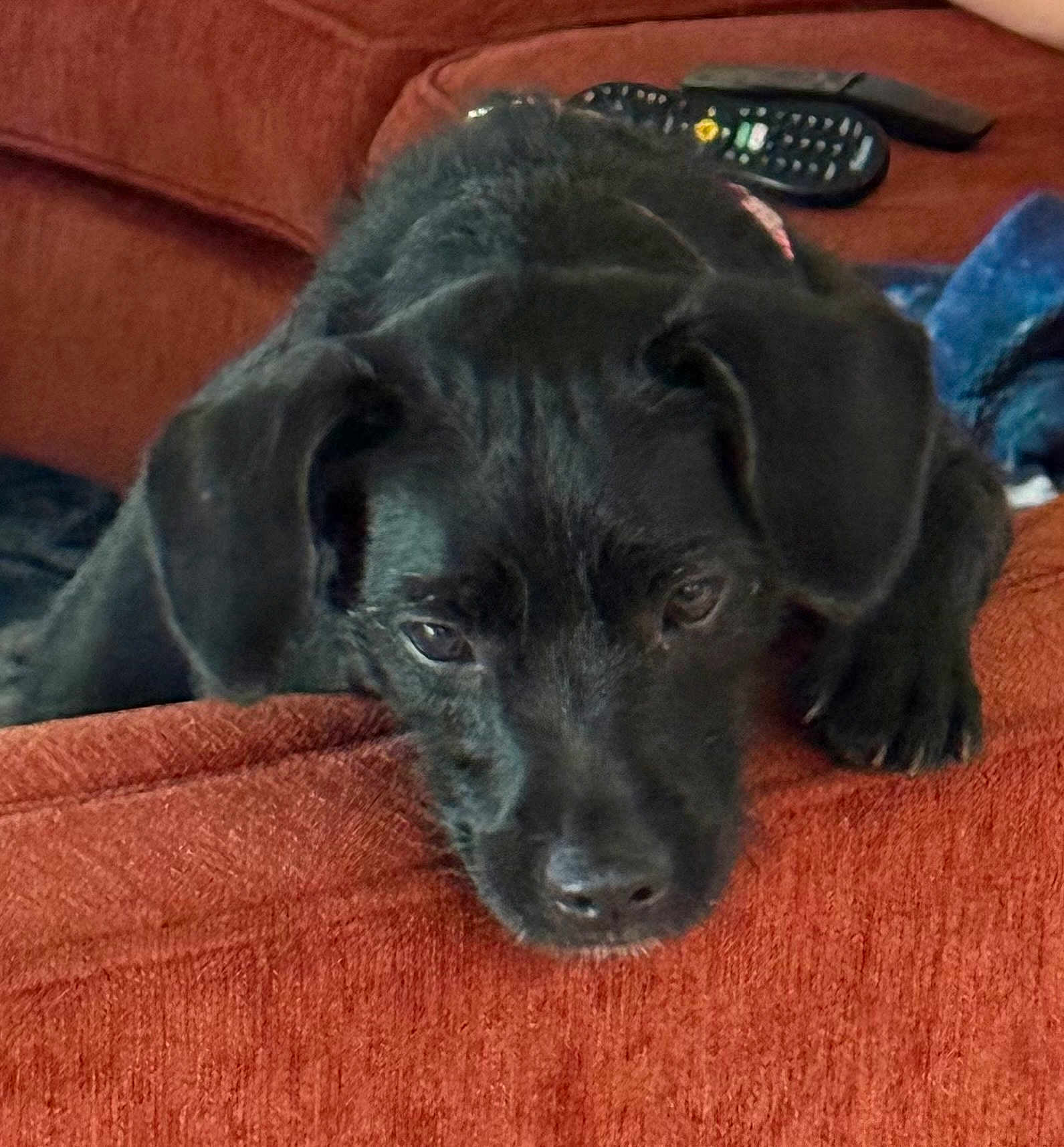 Sofia Hermione joined the competition — help win amazing prizes! puppy, dog, black_dog, couch, furniture, resting, indoor, pet, canine, close_up, young_dog, domestic_animal, relaxed, sleepy, fur, head, ears, nose, paw, living_room