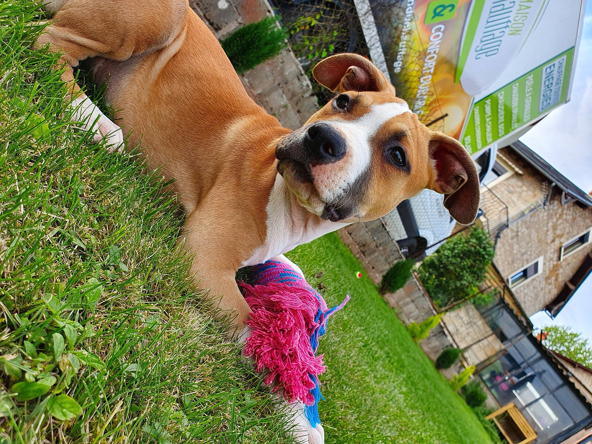 Fendi participe au concours pour gagner de l'argent avec cette photo : beagle, canidae, carnivore, companion_dog, dog, dog_breed, fawn, grass, play, puppy, snout, sporting_group