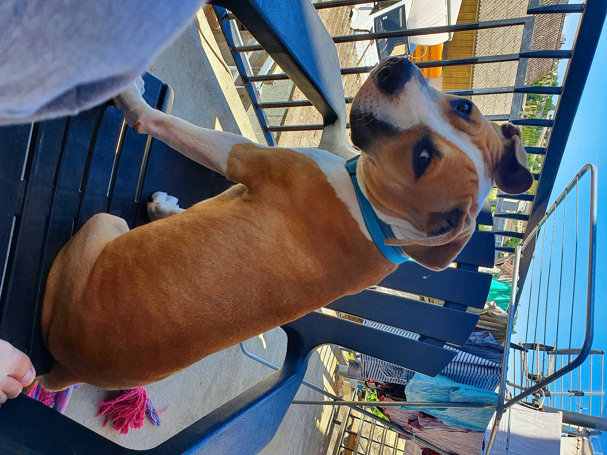 Fendi participe au concours pour gagner de l'argent avec cette photo : american_staffordshire_terrier, arm, barechested, canidae, carnivore, dog, dog_breed, ear, fawn, hand, muscle, non_sporting_group, snout