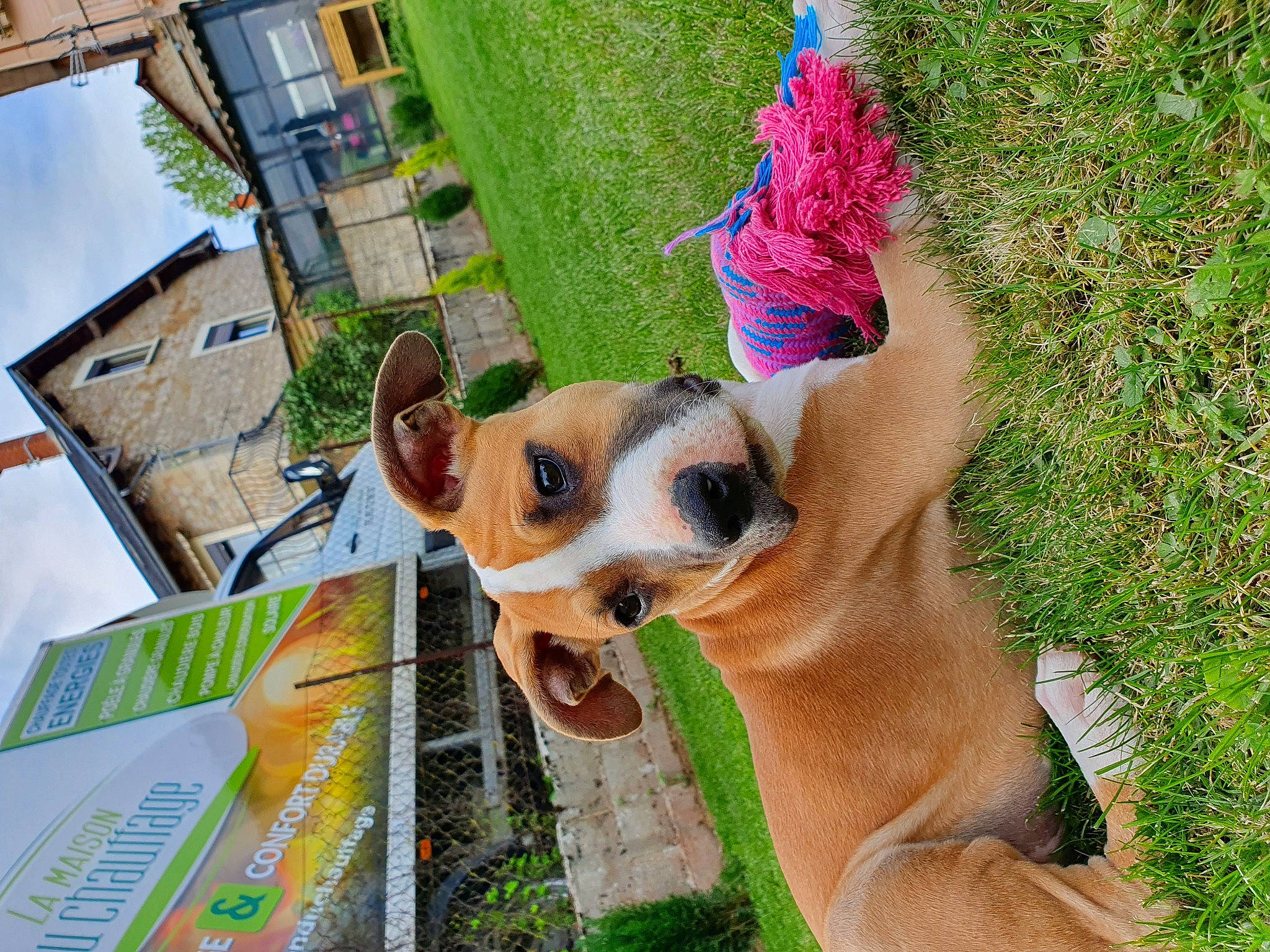 Fendi participe au concours pour gagner de l'argent avec cette photo : american_staffordshire_terrier, canidae, carnivore, companion_dog, dog, dog_breed, ear, fawn, grass, nose, puppy, snout