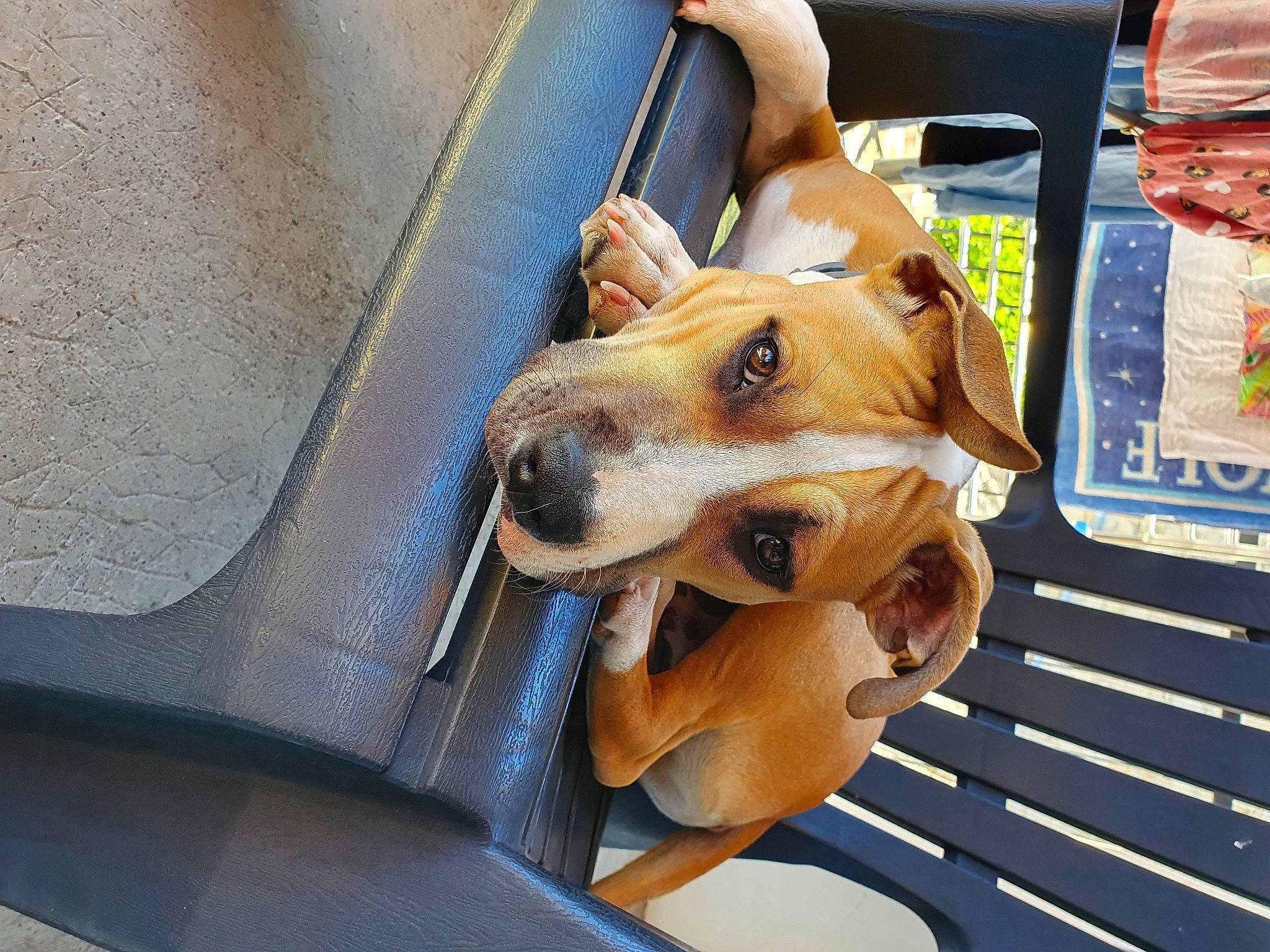 Fendi participe au concours pour gagner de l'argent avec cette photo : canidae, carnivore, companion_dog, dog, dog_breed, fawn, mammal, snout, sporting_group, street_dog