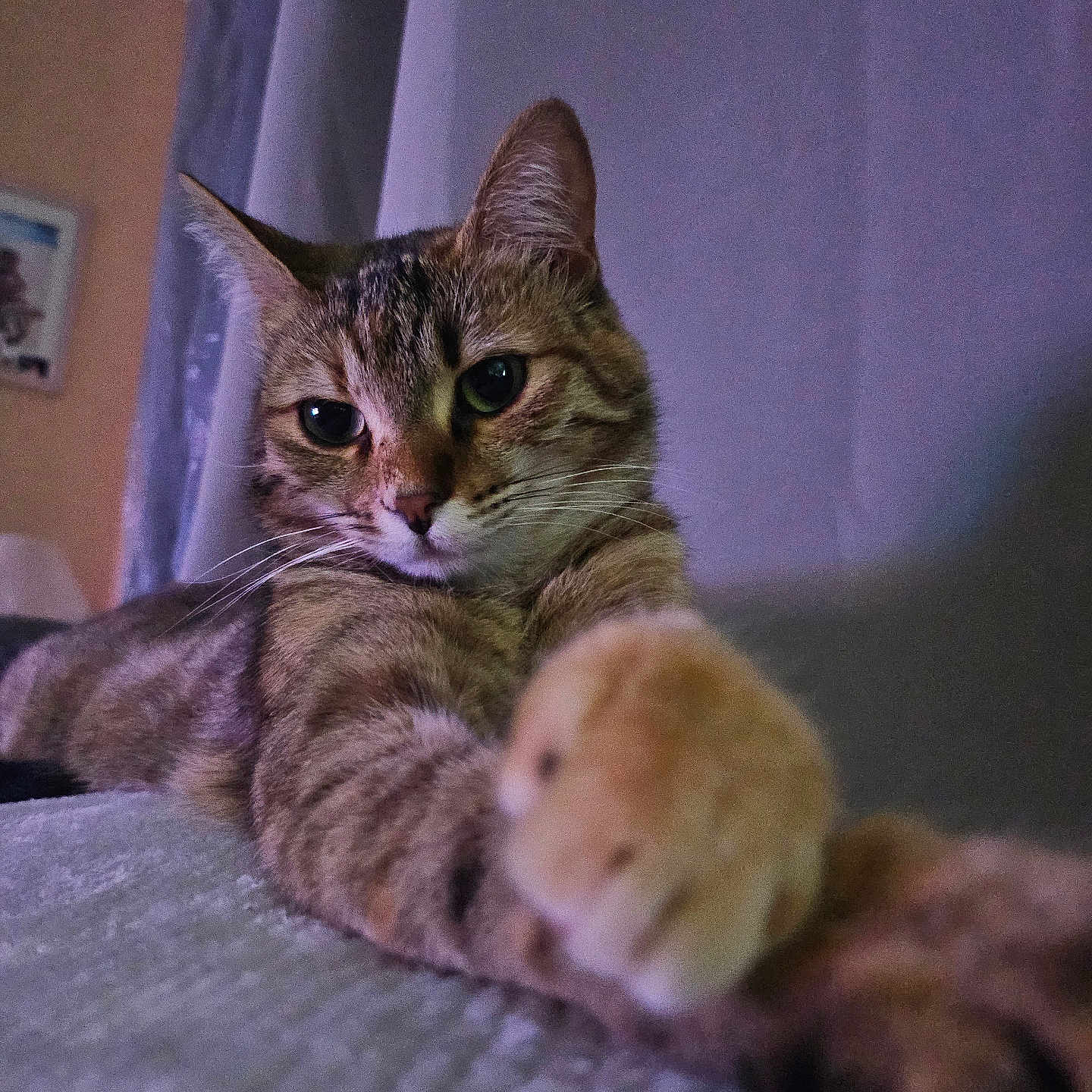 Loubia a rejoint le concours — aidez-le/la à gagner de superbes lots ! animal, bed, cat, close_up, cozy, curtain, cute, feline, fur, home, indoor, looking, mammal, paw, pet, portrait, relaxed, stretching, tabby_cat, whiskers