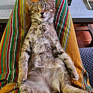 Loubia participe au concours pour gagner de l'argent avec cette photo : animal, cat, closeup, cozy, cute, ears, fur, indoor, kitten, legs, nap, paws, pet, relaxed, resting, sleeping, soft, striped_blanket, tabby, whiskers