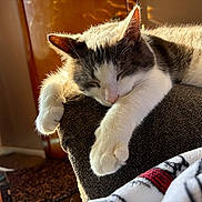 Angus is registered to the contest to win money with this photo: armrest, cat, couch, cozy, domestic_animal, feline, fur, home, indoor, nap, paw, pet, relaxed, resting, sleeping, soft_texture, sunlight, warm, whiskers, window_light