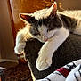 armrest, cat, couch, cozy, domestic_animal, feline, fur, home, indoor, nap, paw, pet, relaxed, resting, sleeping, soft_texture, sunlight, warm, whiskers, window_light