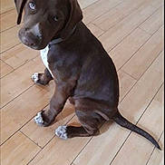 Pacha a rejoint le concours — aidez-le/la à gagner de superbes lots ! puppy, dog, brown_dog, sitting, indoors, wooden_floor, pet, collar, white_chest, floppy_ears, long_tail, short_fur, cute, portrait, looking_at_camera, animal, home, floor, timestamp, photograph