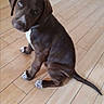 puppy, dog, brown_dog, sitting, indoors, wooden_floor, pet, collar, white_chest, floppy_ears, long_tail, short_fur, cute, portrait, looking_at_camera, animal, home, floor, timestamp, photograph