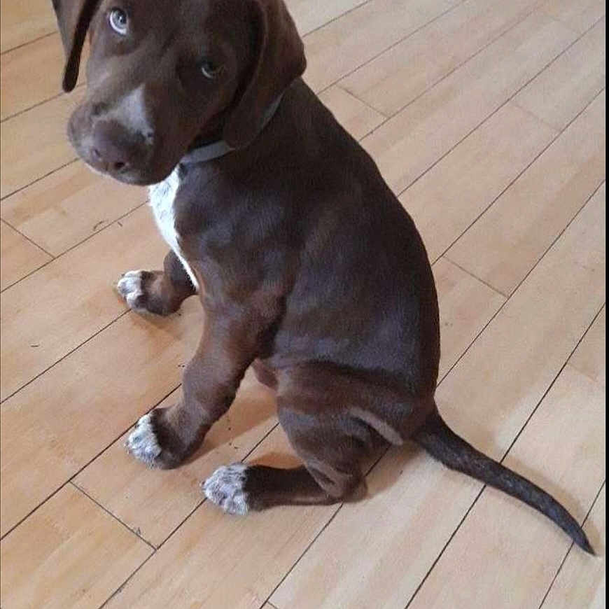 Pacha a rejoint le concours — aidez-le/la à gagner de superbes lots ! puppy, dog, brown_dog, sitting, indoors, wooden_floor, pet, collar, white_chest, floppy_ears, long_tail, short_fur, cute, portrait, looking_at_camera, animal, home, floor, timestamp, photograph