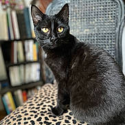 Happy participe au concours pour gagner de l'argent avec cette photo : black_cat, yellow_eyes, leopard_print, cushion, chair, indoor, furniture, pet, animal, feline, sitting, close_up, portrait, whiskers, fur, domestic_cat, home, blurred_background, cozy, soft_light