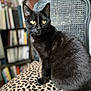 black_cat, yellow_eyes, leopard_print, cushion, chair, indoor, furniture, pet, animal, feline, sitting, close_up, portrait, whiskers, fur, domestic_cat, home, blurred_background, cozy, soft_light