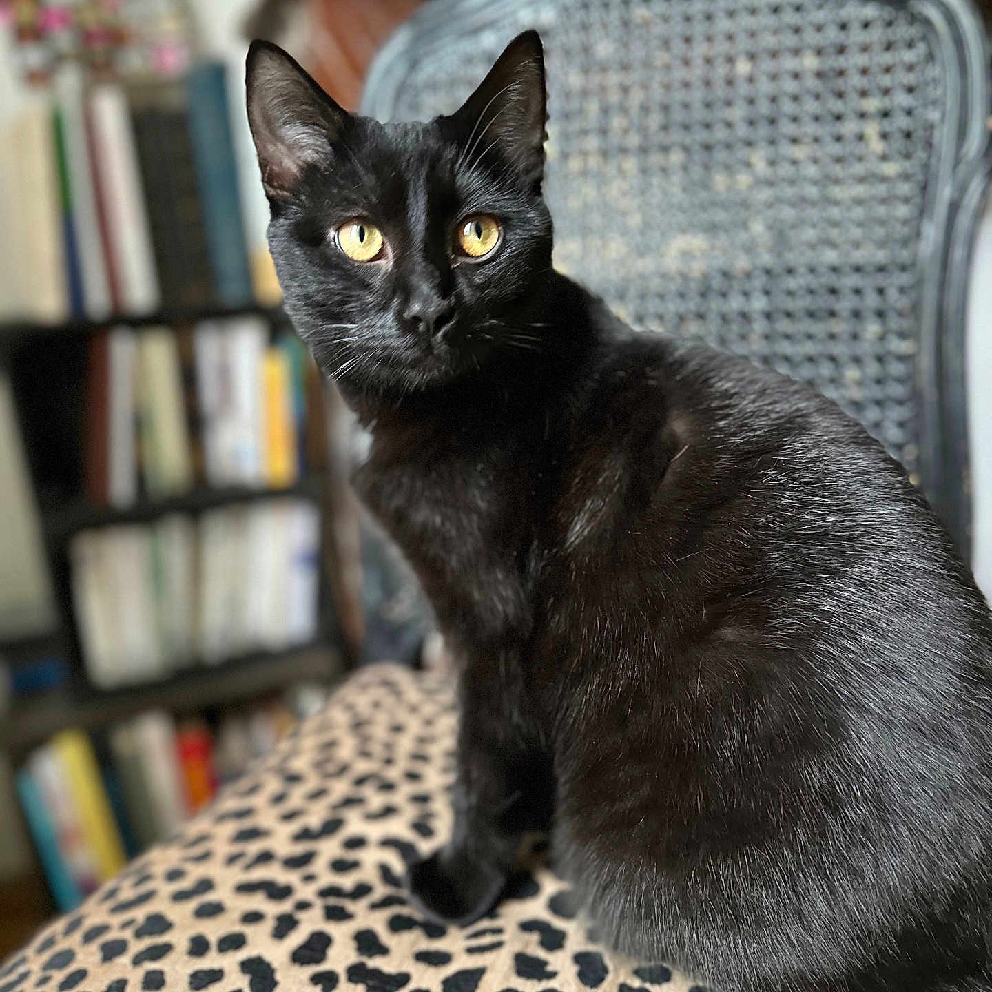 Happy participe au concours pour gagner de l'argent avec cette photo : animal, black_cat, blurred_background, chair, close_up, cozy, cushion, domestic_cat, feline, fur, furniture, home, indoor, leopard_print, pet, portrait, sitting, soft_light, whiskers, yellow_eyes