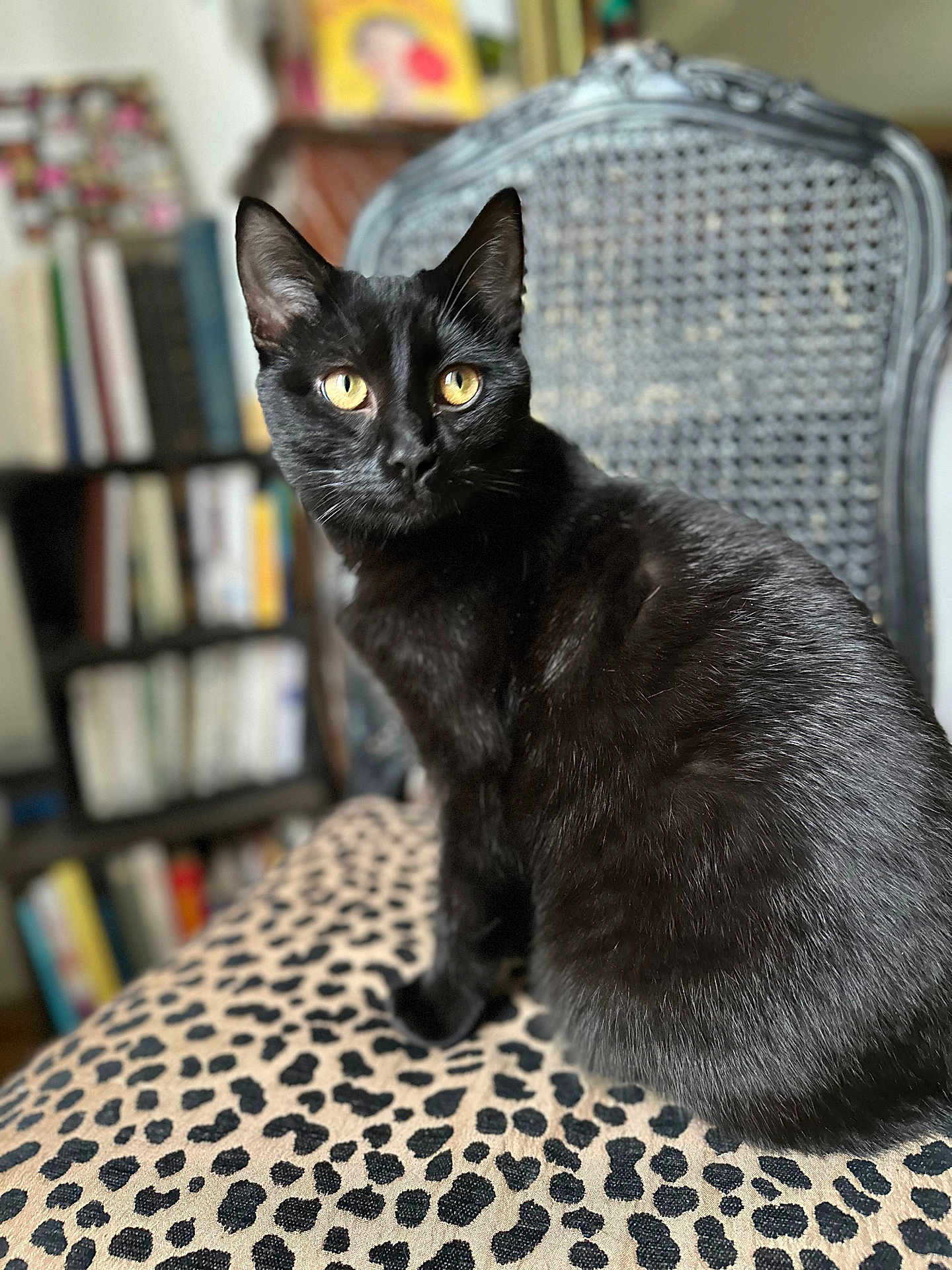 Happy participe au concours pour gagner de l'argent avec cette photo : black_cat, yellow_eyes, leopard_print, cushion, chair, indoor, furniture, pet, animal, feline, sitting, close_up, portrait, whiskers, fur, domestic_cat, home, blurred_background, cozy, soft_light