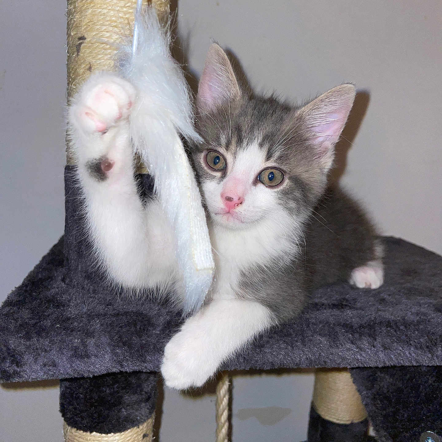 Lyo a rejoint le concours — aidez-le/la à gagner de superbes lots ! abyssinian, alloywheel, angora, animal, car, carwheel, cat, kitten, machine, manx, person, pet, plywood, siamese, spoke, tire, transportation, vehicle, wheel, wood