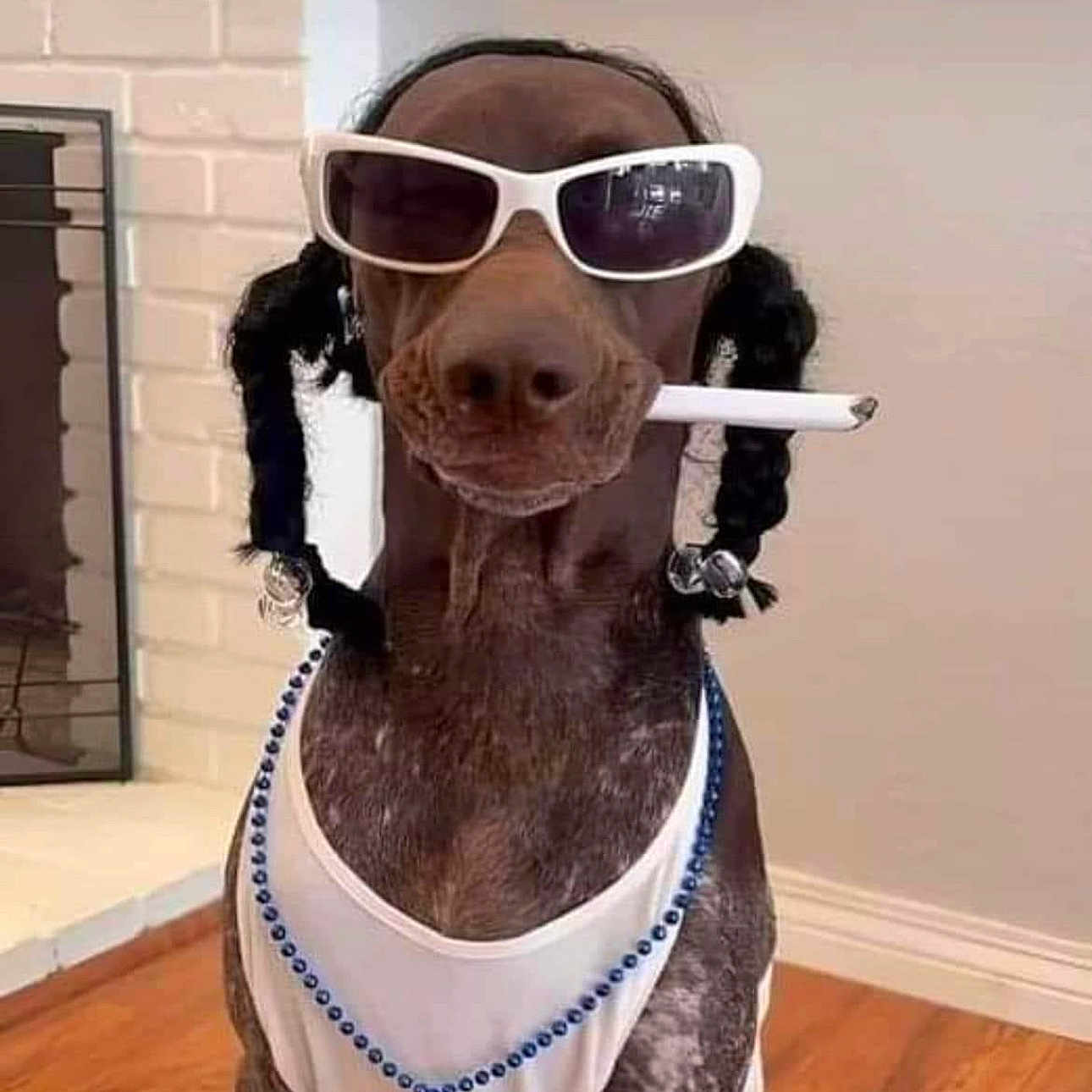 Carson is registered to the contest to win money with this photo: accessories, animal, braid, canine, curlyhair, dog, face, hair, head, jewelry, necklace, person, pet, pointer, smoke, sunglasses, sweating, wig