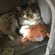 Milo is registered to the contest to win money with this photo: cat, stuffed_toy, plush, cozy, bed, feline, relaxed, indoor, pet, sleepy, soft, cute, animal, tabby, resting, cuddling, blanket, comfort, fur, domestic_cat