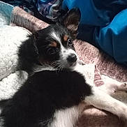 Echo Rose joined the competition — help win amazing prizes! animal, bed, black_and_white, blanket, close_up, comfort, cozy, curious, cute, dog, ear, fabric, fur, indoor, lying_down, pet, puppy, resting, soft_texture, young_dog