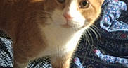 Sora Dean is registered to the contest to win money with this photo: animal, bed, bedspread, blurred, cat, close_up, curious, ears, fabric, face, feline, indoor, orange_cat, patterned_fabric, paws, pet, skull_and_crossbones, soft_light, whiskers, white_cat