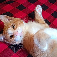 Sora Dean is registered to the contest to win money with this photo: animal, bed, black, blanket, cat, checkered, closeup, cute, fur, indoor, kitten, lying_down, orange_cat, paw, pet, playful, red, whiskers, white_cat, young_cat