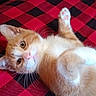 animal, bed, black, blanket, cat, checkered, closeup, cute, fur, indoor, kitten, lying_down, orange_cat, paw, pet, playful, red, whiskers, white_cat, young_cat
