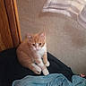 blanket, cat, clothes, cozy, curious, cute, denim, domestic_animal, feline, fur, indoor, kitten, orange_cat, pet, resting, sitting, texture, wall, white_cat, young_cat