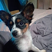 Echorose joined the competition — help win amazing prizes! animal, bed, black, blanket, brown, canine, companion, cozy, cute, dog, ears, fur, indoors, looking, pet, portrait, puppy, sitting, small, white