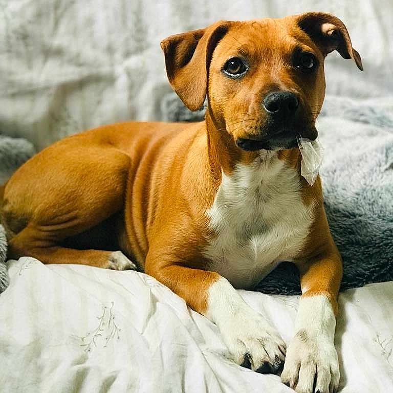 Ruby a rejoint le concours — aidez-le/la à gagner de superbes lots ! animal, bed, blanket, brown_dog, cozy, curious_expression, cute, dog, domestic_animal, ears, eyes, fur, indoor, looking_at_camera, lying_down, paw, pet, relaxed, snout, white_paws