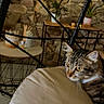 Nina a rejoint le concours — aidez-le/la à gagner de superbes lots ! cat, chair, curious, cushion, decor, domestic_animal, furniture, indoor, metal_frame, pet, plant, potted_plant, relaxed, resting, stone_wall, striped_fur, tabby_cat, table, whiskers, yellow_eyes